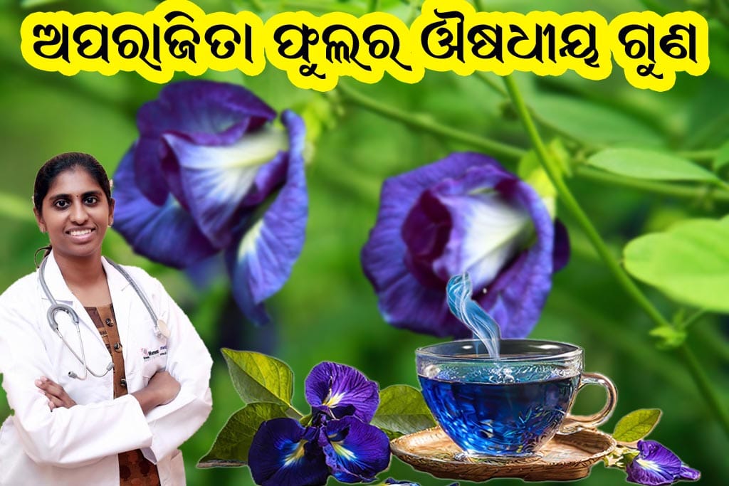 ନୀଳ ଏବଂ ଧଳା ପାଖୁଡ଼ା ଥିବା ଅପରାଜିତା ଫୁଲ, ଯାହା ଆୟୁର୍ବେଦ ଏବଂ ପାରମ୍ପରିକ ଚିକିତ୍ସାରେ ଔଷଧୀୟ ଗୁଣ ପାଇଁ ବ୍ୟବହୃତ ହୋଇଥାଏ