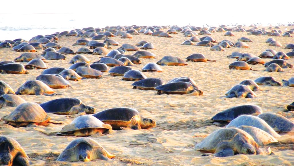 olive ridley nesting