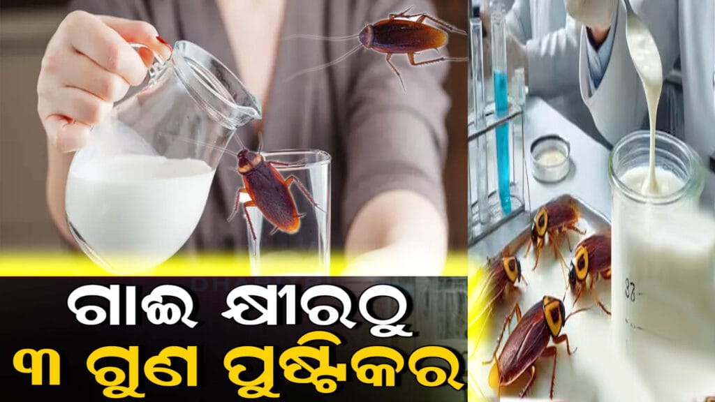 ଅସରପା କ୍ଷୀର: ଏକ ସୁପର ଫୁଡ୍ ଯାହା ଗାଈ କ୍ଷୀର ଅପେକ୍ଷା ତିନି ଗୁଣ ଅଧିକ ପୁଷ୍ଟିକର।