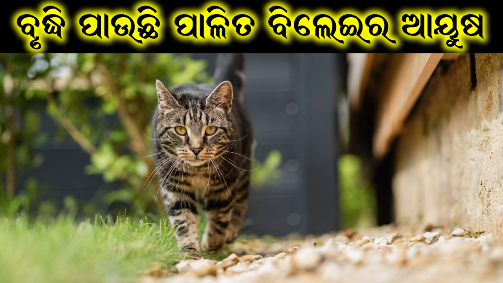 ପାଳିତ ବିଲେଇମାନଙ୍କର ସାଧାରଣ ଆୟୁଷ୍ୟ