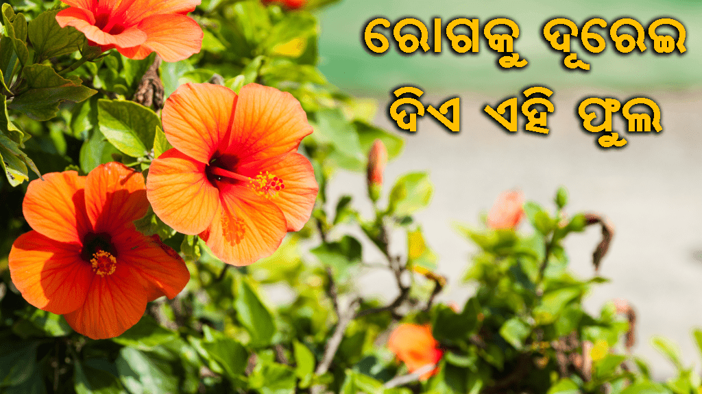 ମନ୍ଦାର ଫୁଲ ବା ହିବିସ୍କସ ଫୁଲ ର ଔଷଧୀୟ ଗୁଣ