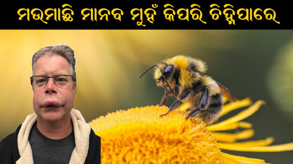 ମଉମାଛି ମାନବ ମୁହଁ ଚିହ୍ନିପାରୁଥିବା ଦୃଶ୍ୟ