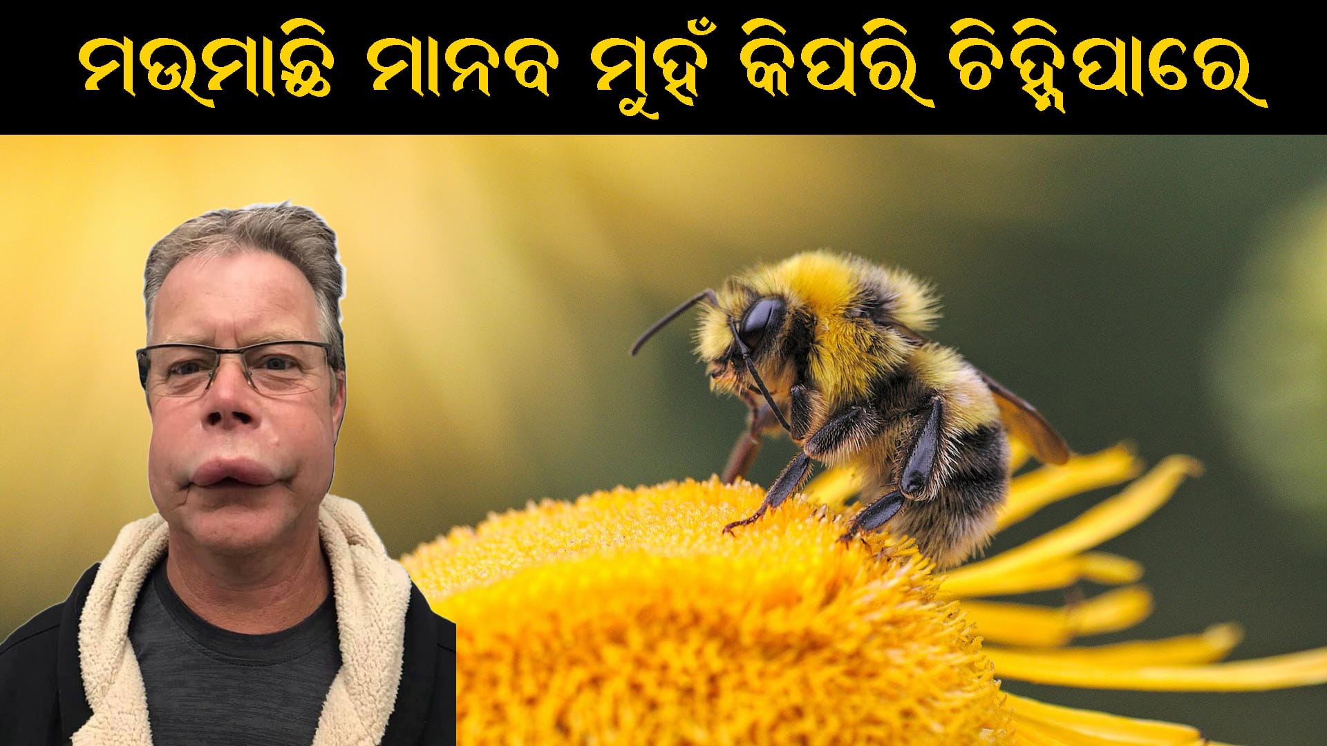 ମଉମାଛି ମାନବ ମୁହଁ ଚିହ୍ନିପାରୁଥିବା ଦୃଶ୍ୟ