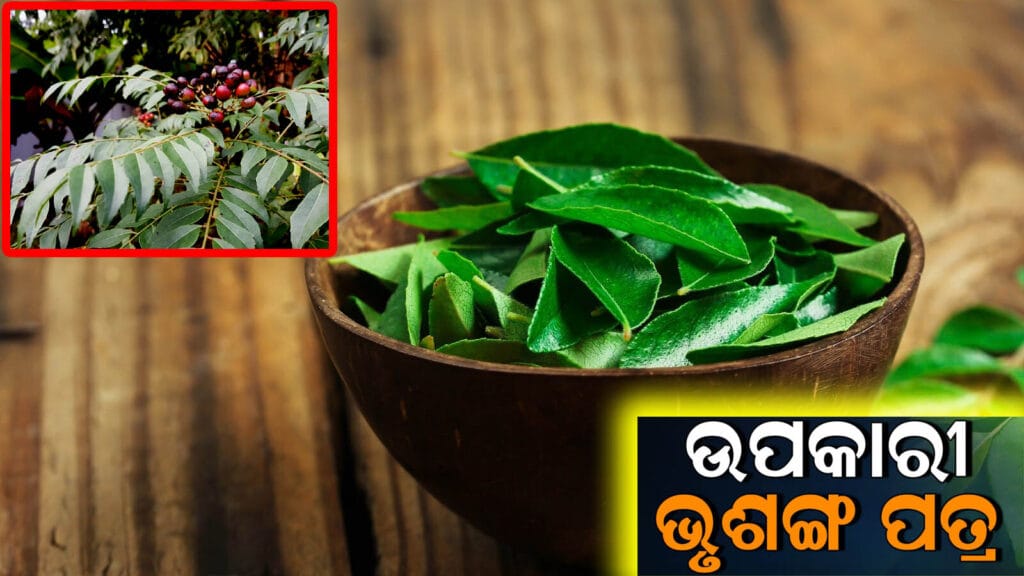 ଭୃଶଙ୍ଗ ପତ୍ର ର ସ୍ବାସ୍ଥ୍ୟ ଲାଭ, ଖାଲି ପେଟରେ କଢ଼ିପତ୍ର ସେବନ