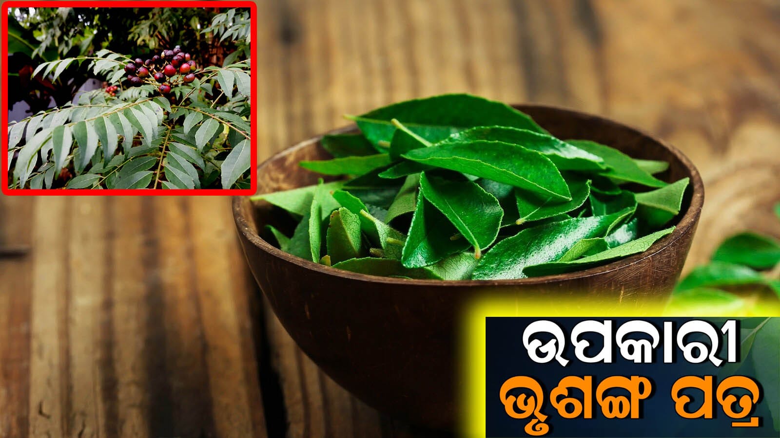 ଭୃଶଙ୍ଗ ପତ୍ର ର ସ୍ବାସ୍ଥ୍ୟ ଲାଭ, ଖାଲି ପେଟରେ କଢ଼ିପତ୍ର ସେବନ
