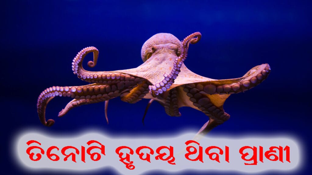 ଅକ୍ଟୋପସ୍ ର ତିନି ହୃଦୟ ବିଶିଷ୍ଟ ଅନ୍ତର୍ଗଠନ ଚିତ୍ର