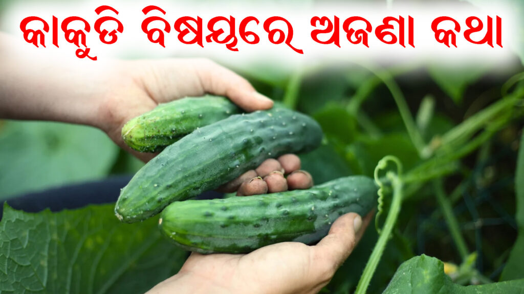 କାକୁଡି ଓ ରାସ୍ପବେରି ତୁଳନା ଛବି, ବେରି ଫଳ ବିଜ୍ଞାନ ତଥ୍ୟ