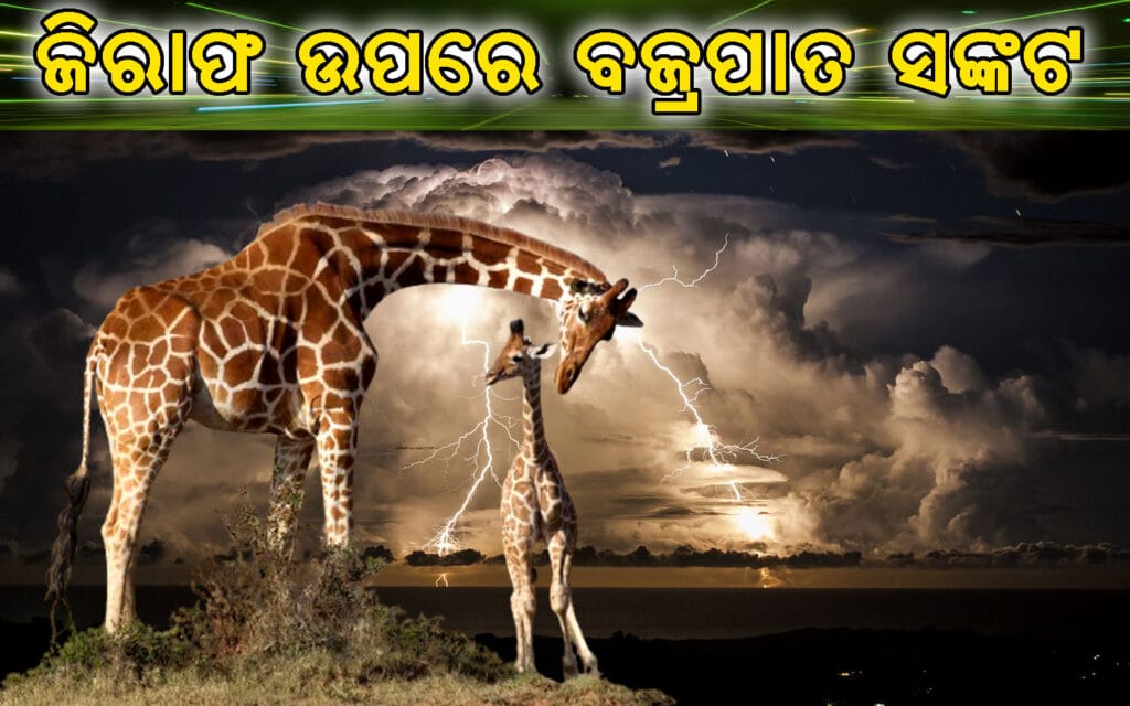ଏକ ଜିରାଫ ବଜ୍ରପାତ ମଧ୍ୟରେ ଖଡ଼ା ଅଛି।