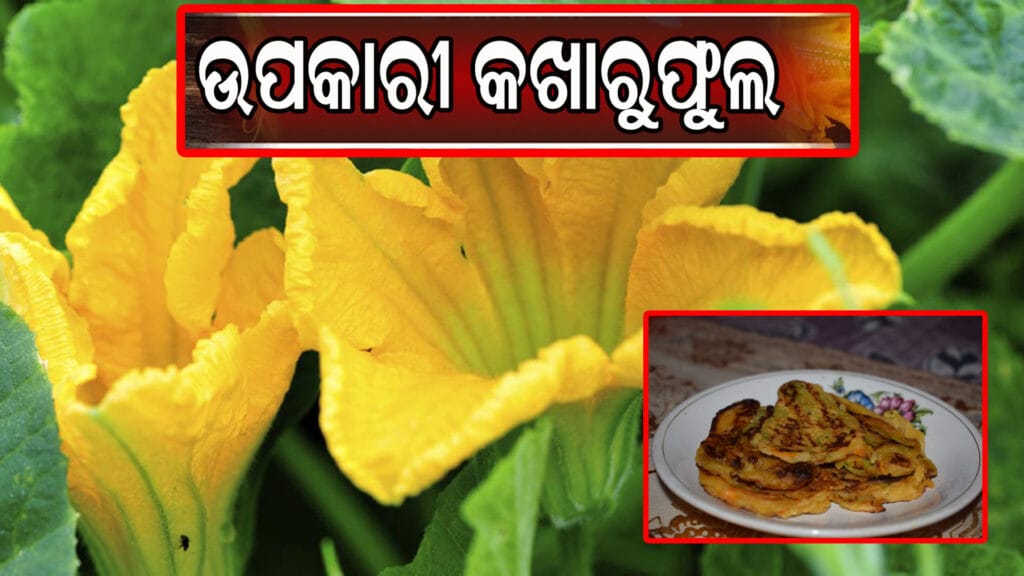 ଭିଟାମିନ୍ରେ ଭରପୂର କଖାରୁ ଫୁଲ