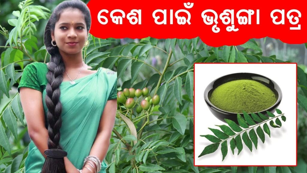 ଭୃଶୁଙ୍ଗା ପତ୍ର ଓ କେଶରେ ଏହାର ପ୍ରୟୋଗ