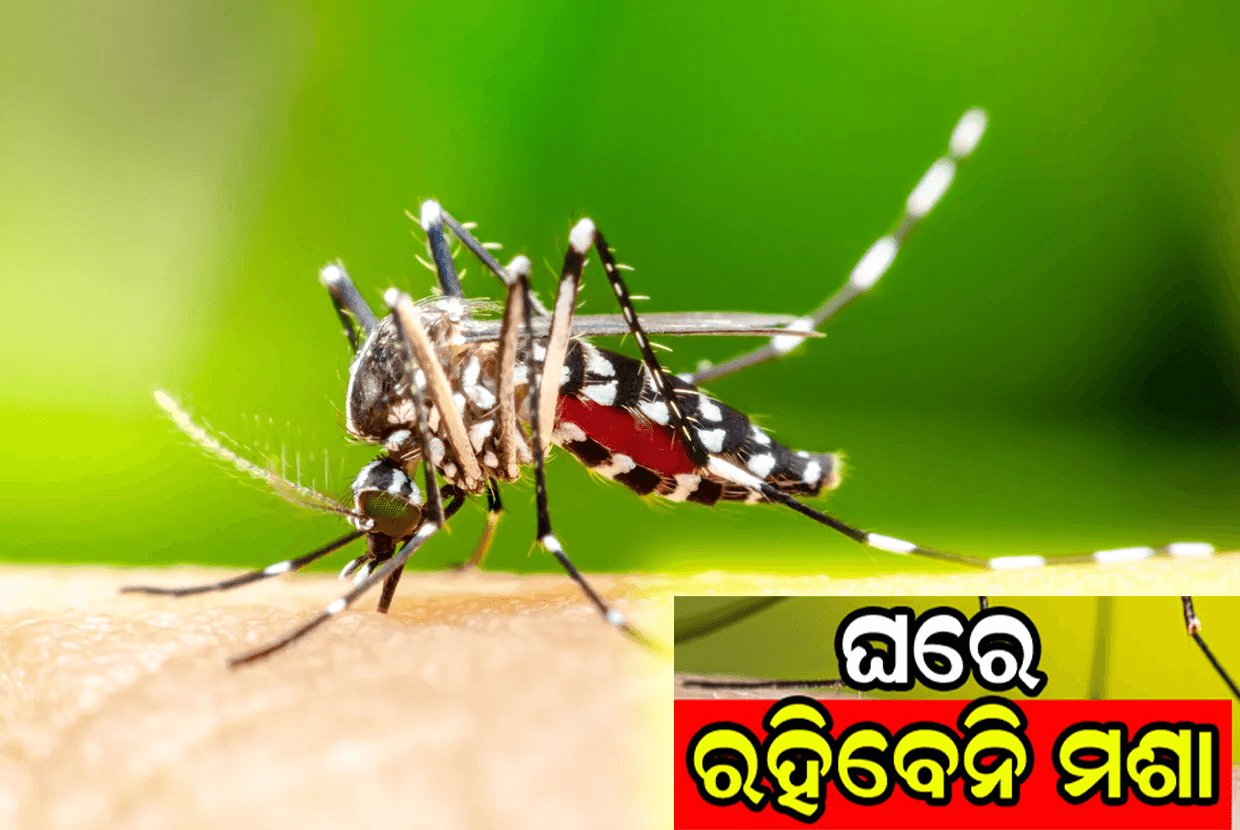 ପ୍ରାକୃତିକ ମଶା ନିୟନ୍ତ୍ରଣ: ଏକ ଓଡ଼ିଆ ଘରେ ଝରକା ପାଖରେ ରଖାଯାଇଥିବା ତାଜା ନିମ୍ବପତ୍ର, ଶୁଖିଲା ନିମ୍ବ ଧୂଆଁ ପାଇଁ ପାତ୍ର ଏବଂ କର୍ପୂର-ତେଜପତ୍ର ମିଶ୍ରଣ। ପରିଷ୍କାର ପରିବେଶ ସହ ଏକ ମଶାମୁକ୍ତ ଘରର ଚିତ୍ରଣ